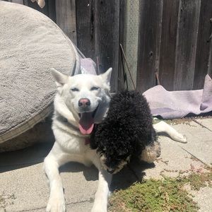 Meet your Posher, Abby